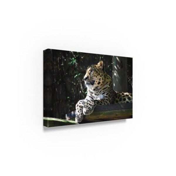 Robert Michaud 'Leopard' Canvas Art,30x47